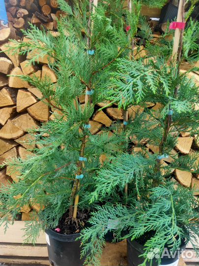 Купрессоципарис 