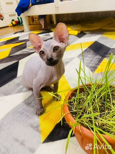 Канадский сфинкс