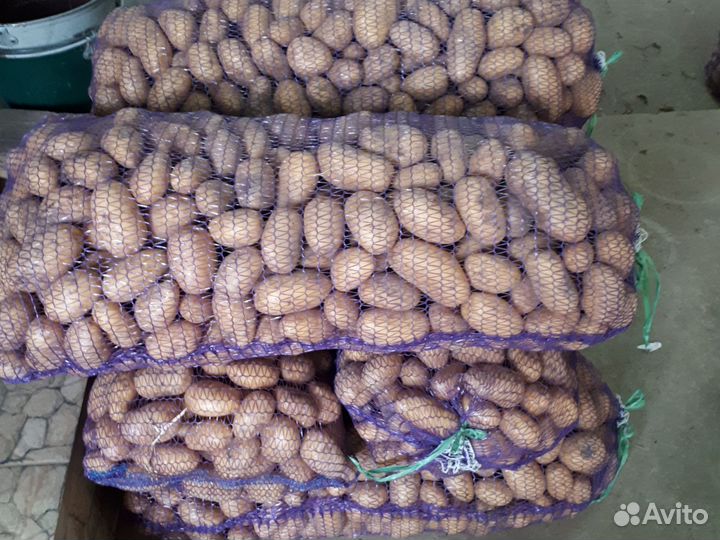 Картофель местный 