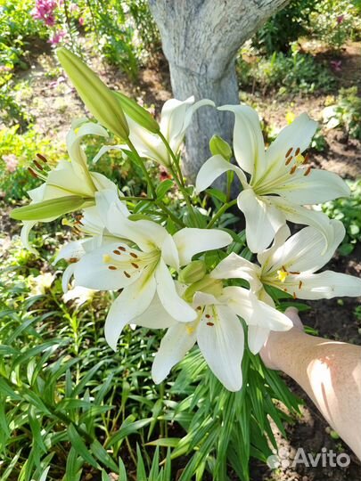 Лилии луковицы