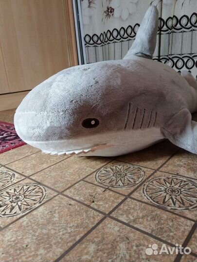 Акула блохэй