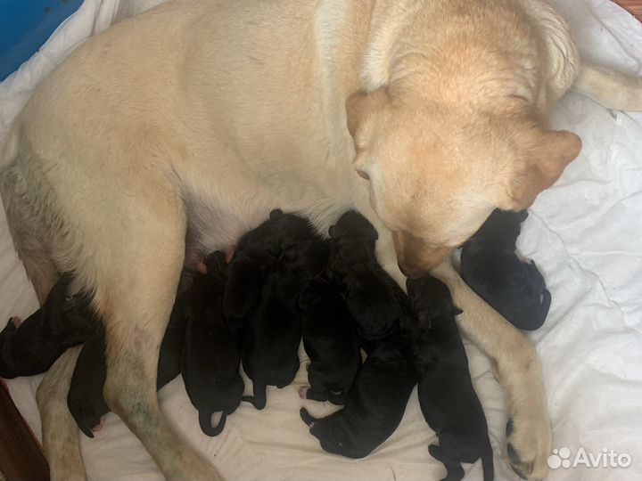 Щенки лабрадора