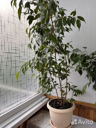 Фикус бенджамина