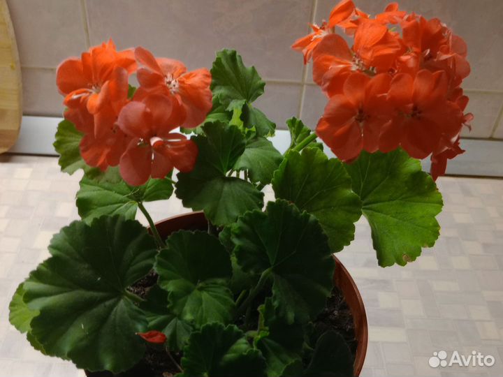 Пеларгония