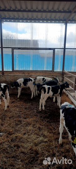 Бычки и телята