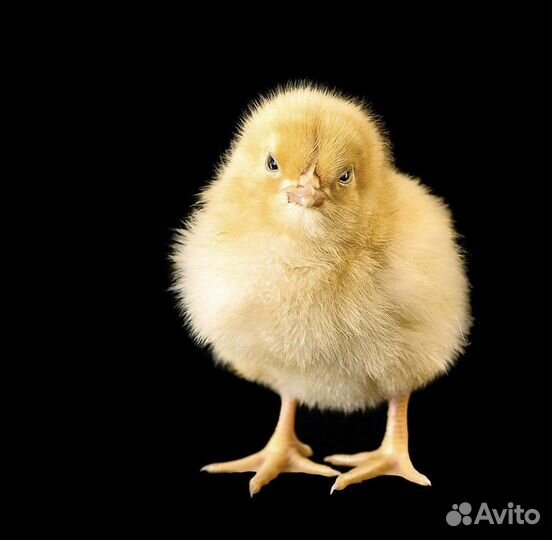Цыплята суточные