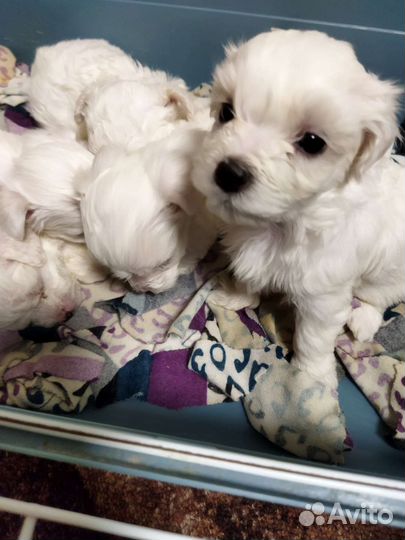 Маленькая собака