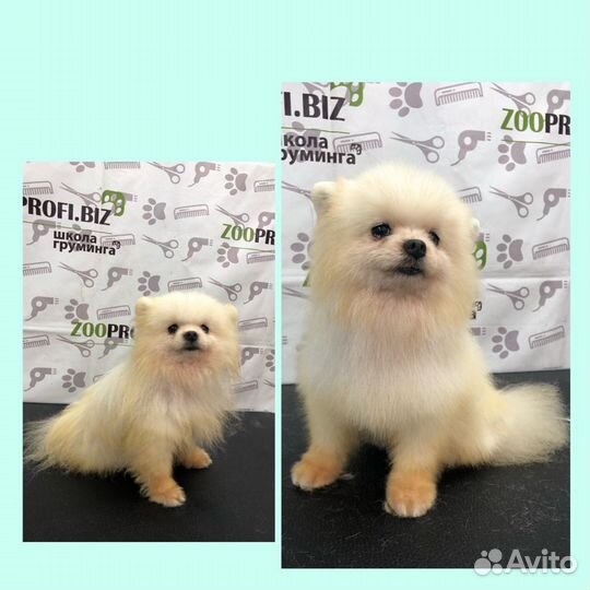 Стрижка собак/Услуги грумера