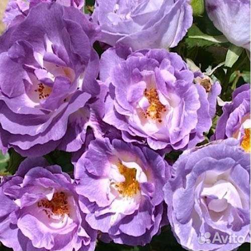 Роза Blue foryou саженцы