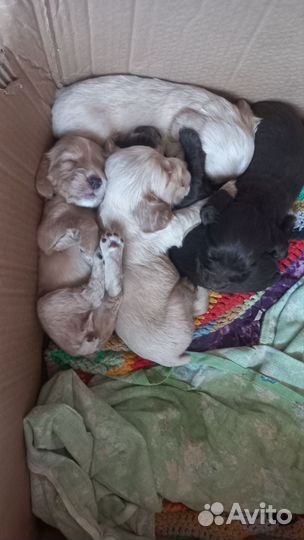 Щенки кокер спаниеля