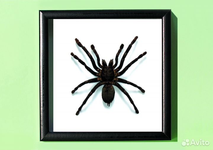 Papilio lorquinianus в рамке