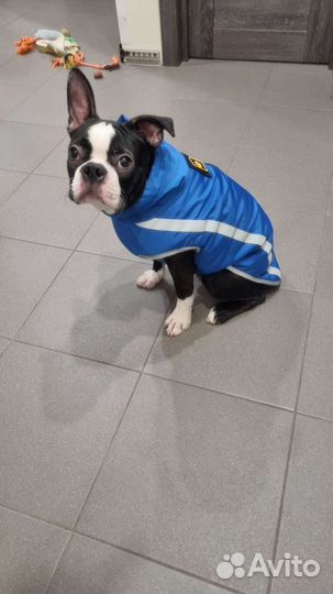 Попона для собак