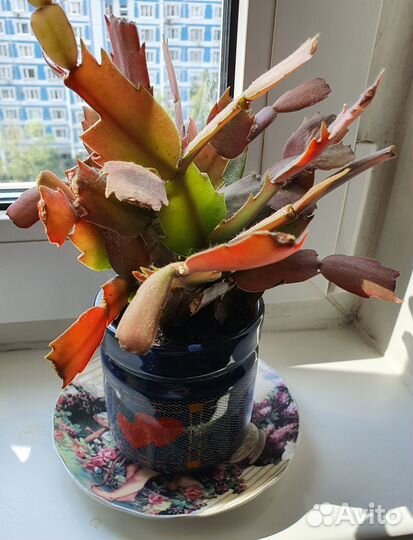 Кактус Декабрист в горшке