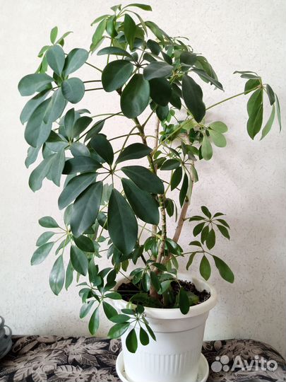 Комнатные цветы шефлера