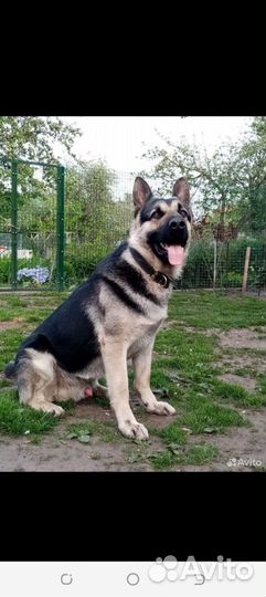 Щенки восточноевропейской овчарки