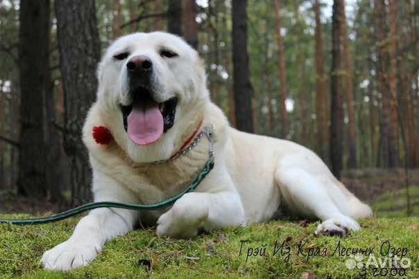 Купирование хвоста и ушей у алабая