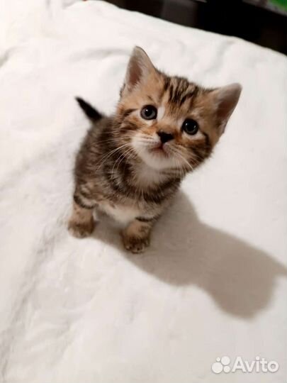 Британские котята