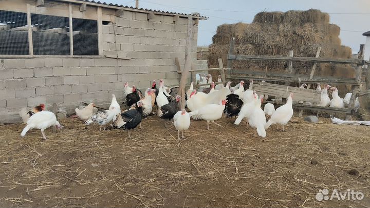 Продажа Индеяк