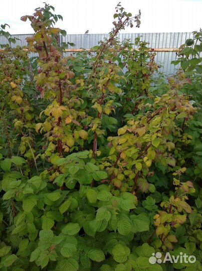 Саженцы малины