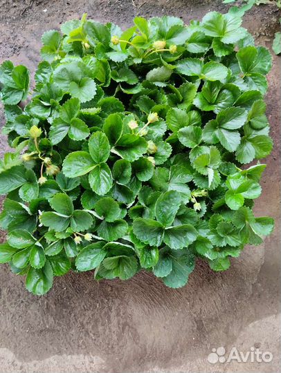 Рассада клубники