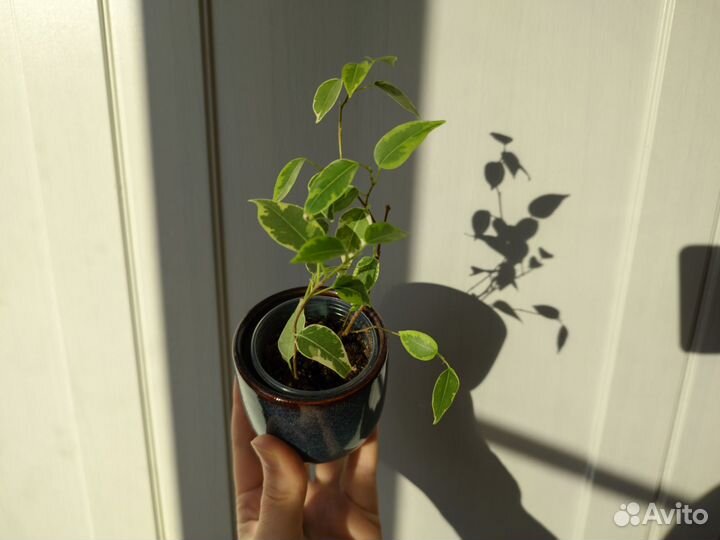 Фикус Кинки