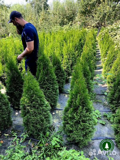 Туя Смарагд для живой изгороди