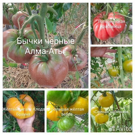 Семена томатов