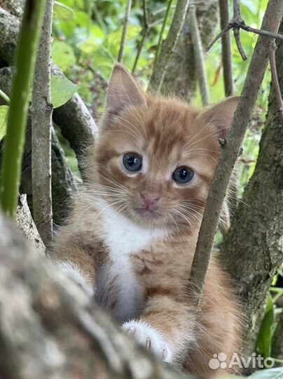 Котенок с глазами цвета океана