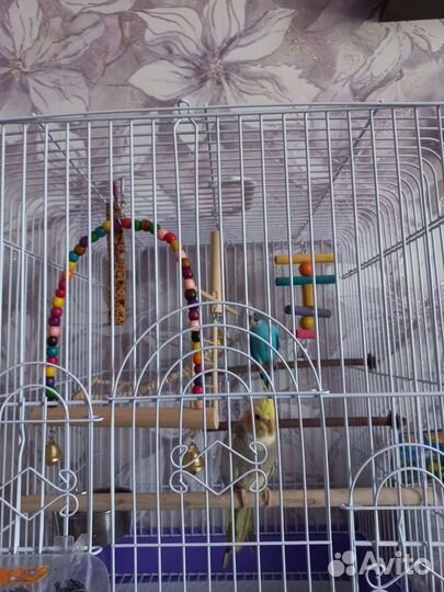 Попугай корелла птенец