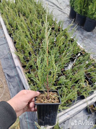 Хвойные р9 опт/розница