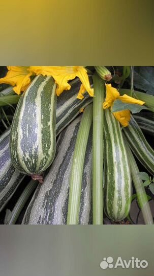 Рассада тыквы, кабачков