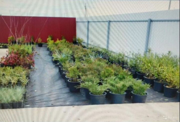 Участок 44 сот. (СНТ, ДНП)