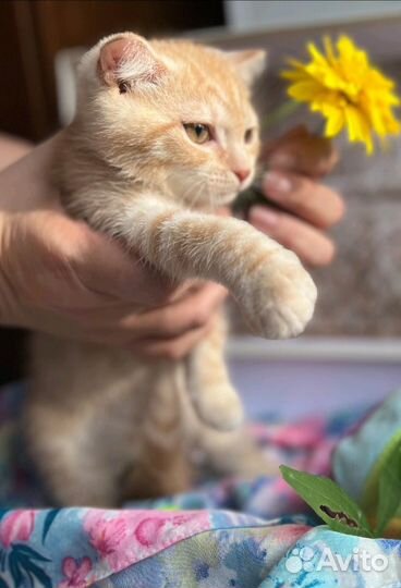 Рыжий котенок мальчик