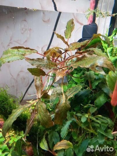 Криптокарины Анубиасы Буцифаландры