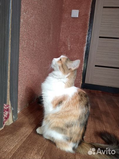 Котята в добрые руки бесплатно Породистые