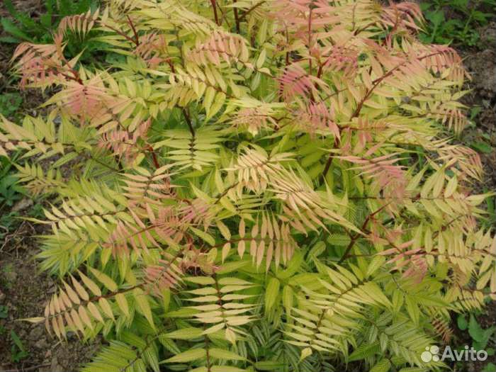 Форзиция, Рябинник, Дерен, Стефанандра