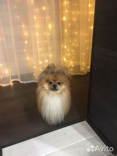 Вязка Бесплатно