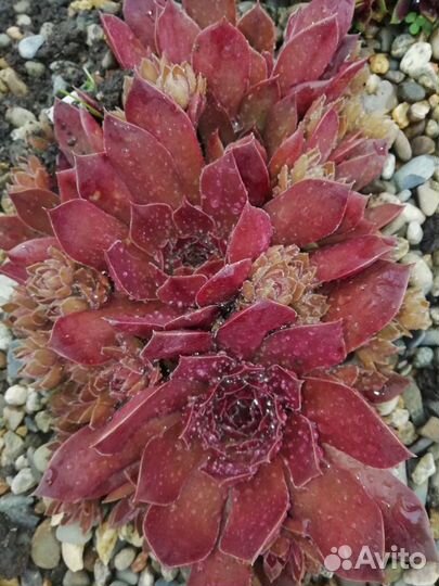 Sempervivum, каменная роза, молодило