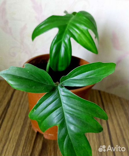 Филодендрон дольчатый