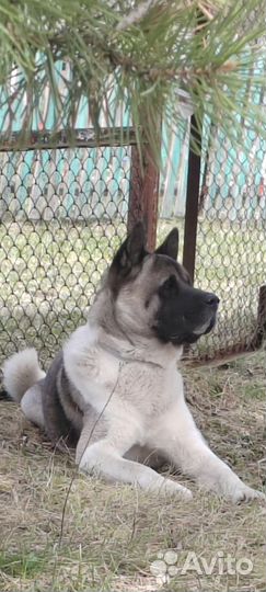 Американская акита вязка