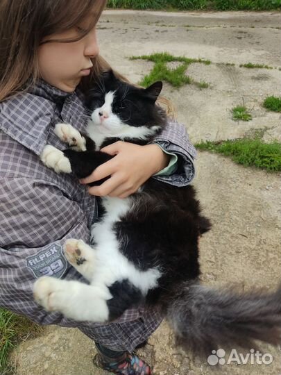 Ласковая кошечка ищет дом