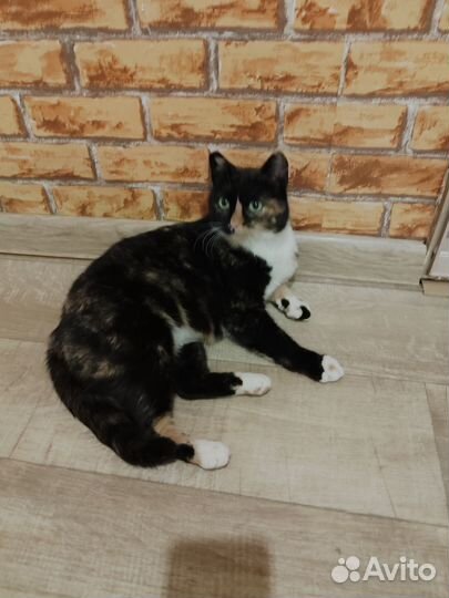 Кошка Люся в добрые руки