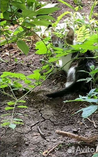 Котенок