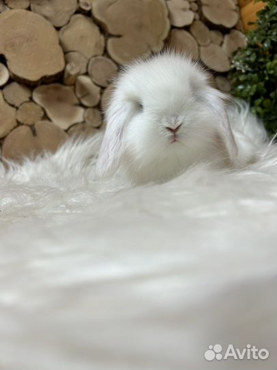 Самый большой выбор карликовых кроликов