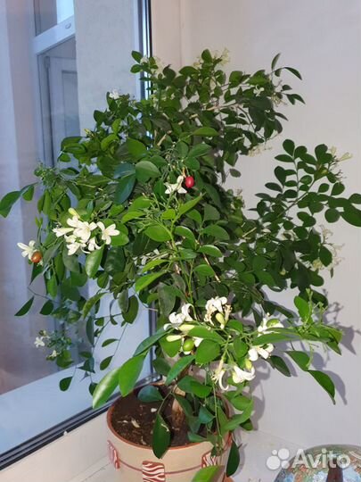 Домашние растения, Мурайя