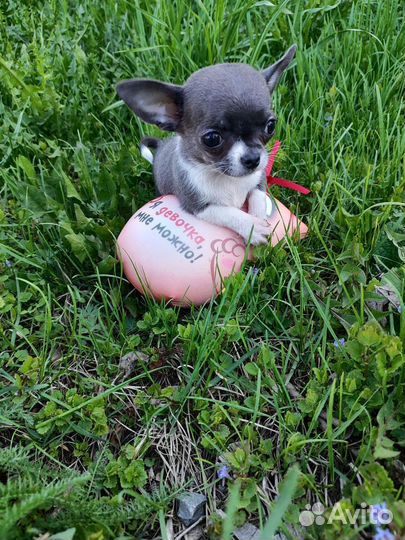 Чихуахуа мини