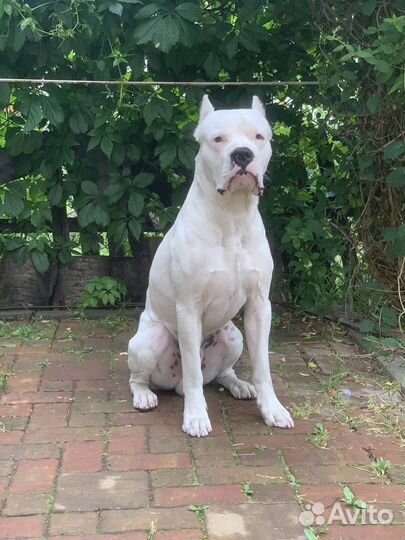 Ищем девочку для вязки. Аргентинский дог