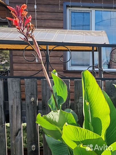 Клубни канны