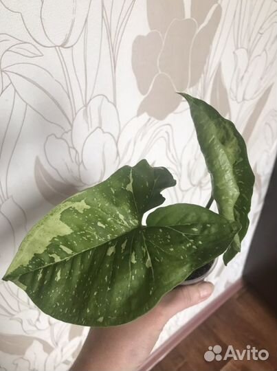 Сингониум панда