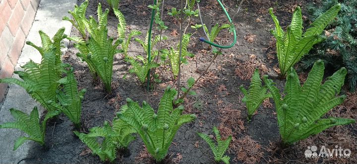 Папоротник Страусник обыкновенный